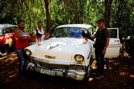 Cockfighting enthusiasts pose with their rosters by a vintage car at a cockfighting arena on the outskirts of Sandino, central region of Ciego de Avila province, Cuba, February 15, 2017. REUTERS/Alexandre Meneghini