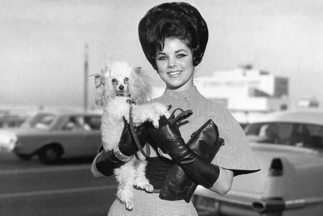 <p>Michael Ochs Archives/Getty </p> Priscilla Presley in 1963