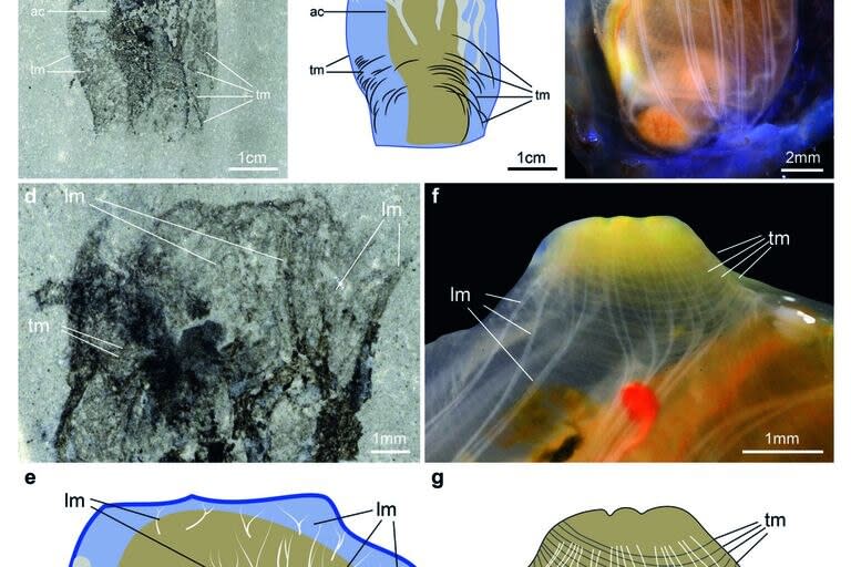 Las imágenes de alta potencia de M. thylakos permitieron a los investigadores realizar una comparación lado a lado con una ascidiacea moderna