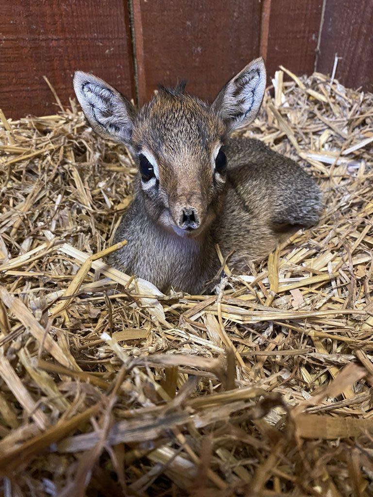 Gazette: Newborn - Daffodil was born last month