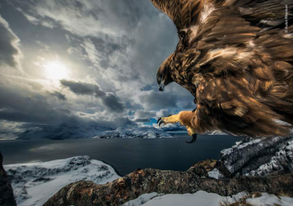 Les images lauréates du Wildlife Photographer of the Year