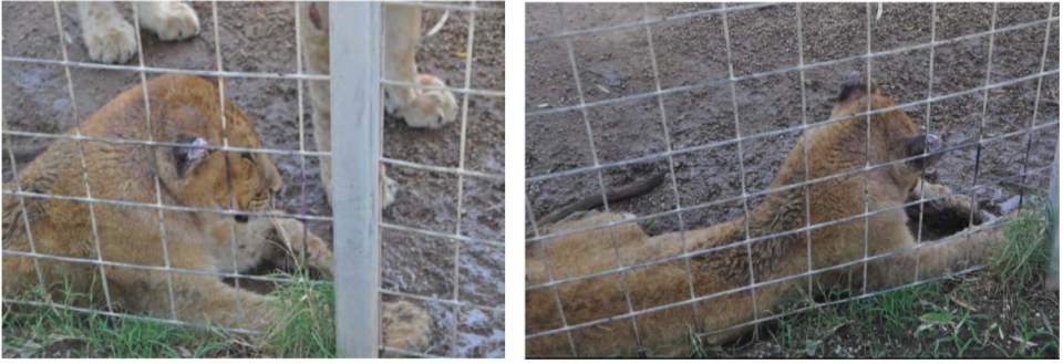 Two images of Nala provided by the U.S. Attorney's Office.  / Credit: Handout / U.S. Attorney's Office
