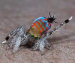 A male of the peacock spider species Maratus jactatus, which is nicknamed Sparklemuffin, lifts its leg as part of a mating dance.