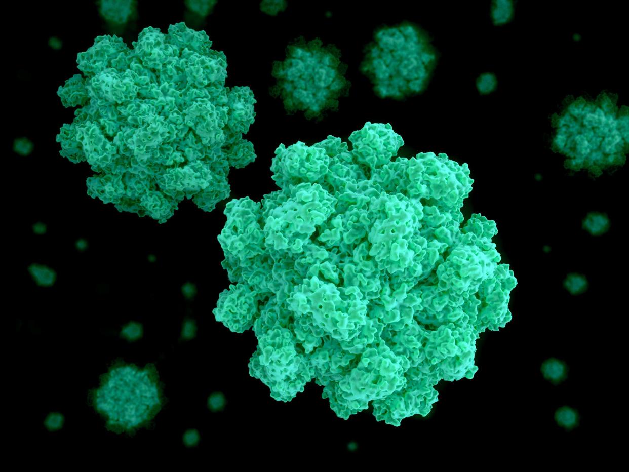 Noroviruses are transmitted from person to peron and via contaminated water and food.
