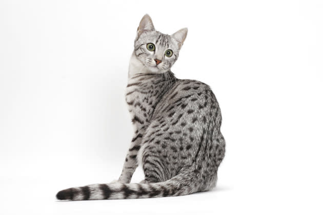 Egyptian Mau — Outgoing and Exotic