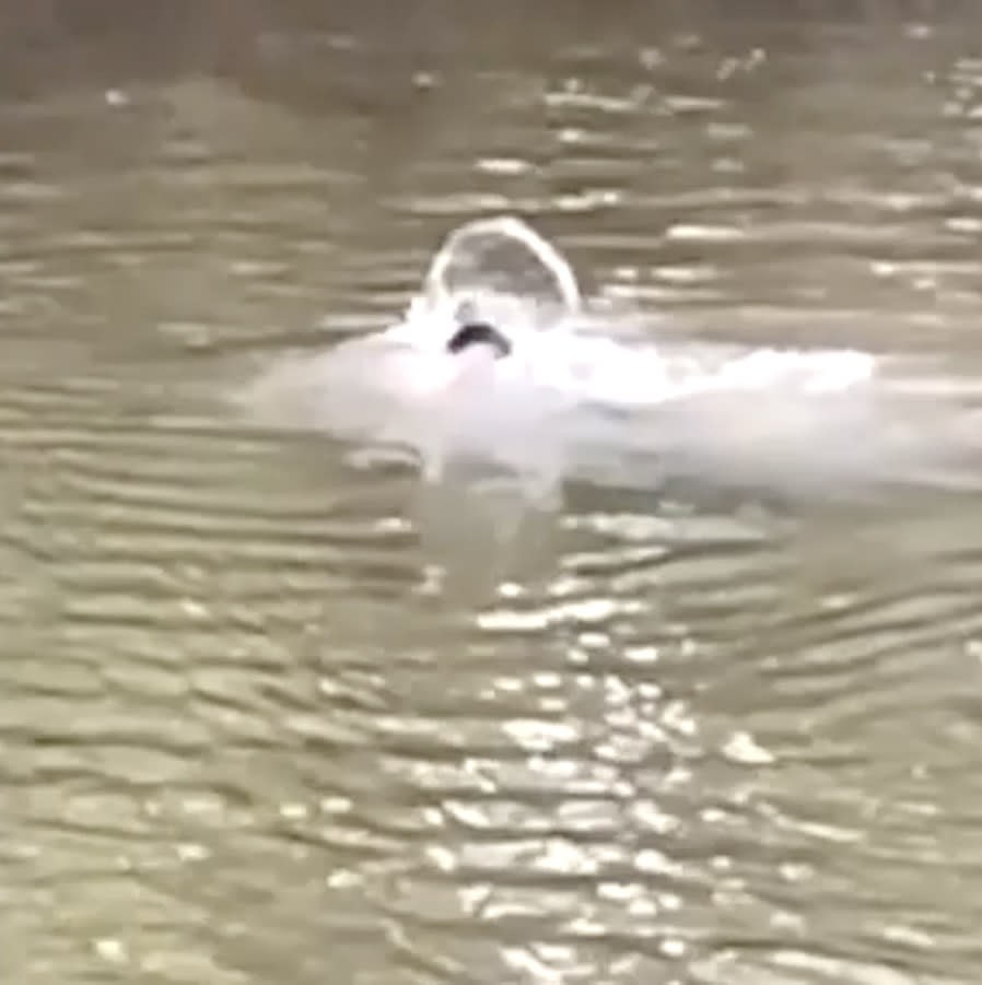 A crocodile pulls the body of a man underneath the water