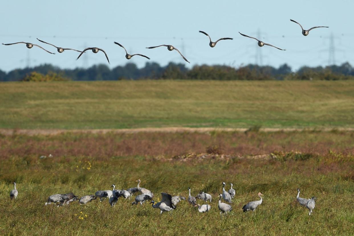 The cranes,  once extinct in the UK, have all flown to the wetland habitat rather than being part of any hand-reared project (Joe Giddens/PA Wire)