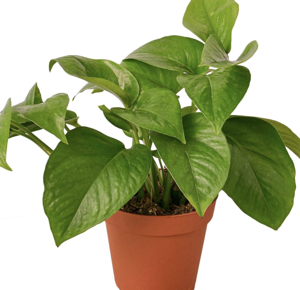 pothos plant