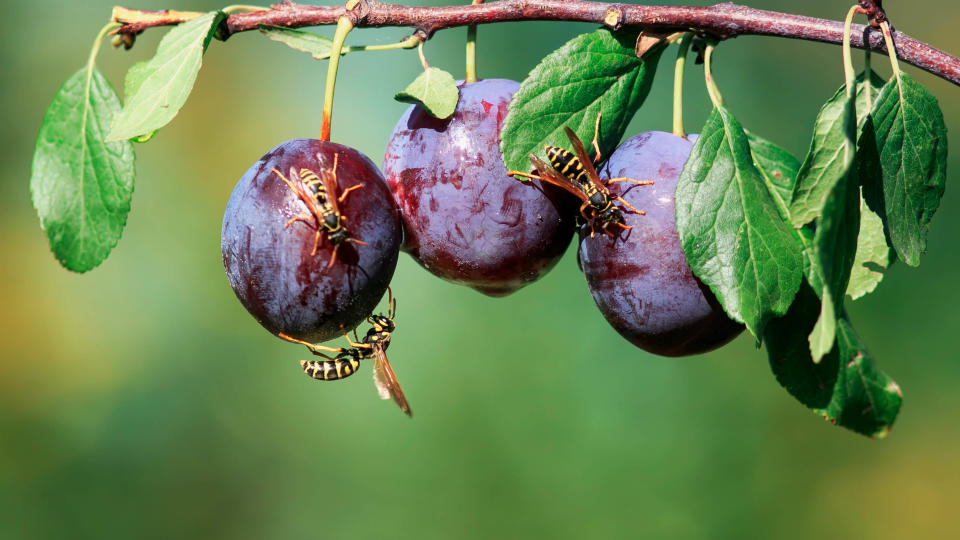 Wasps eating fruit from a fruit tree