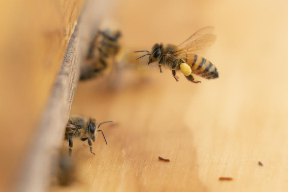 A bee arrives at a hive on the roof of the Warren Rudman U.S. Court House, Friday, May 5, 2023, in Concord, N.H. (AP Photo/Robert F. Bukaty)