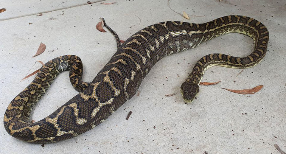 A python sits on concrete with a large bulge in its stomach.