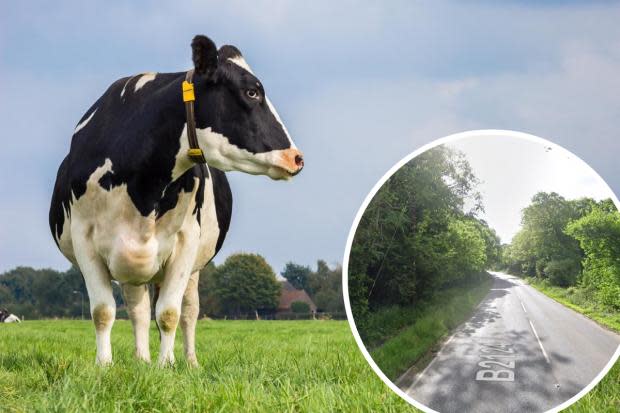 Cows have been spotted along the B2124 near Laughton