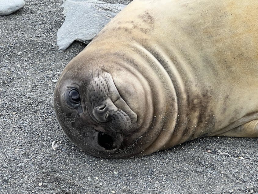 A brown seal in Antarctica