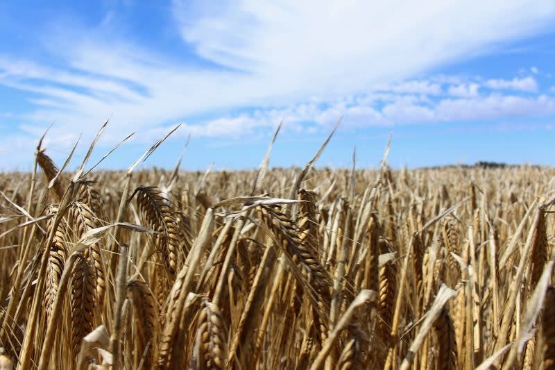 FILE PHOTO: The crop is seen in a barley field at a farm near Moree, in New South Wales, Australia