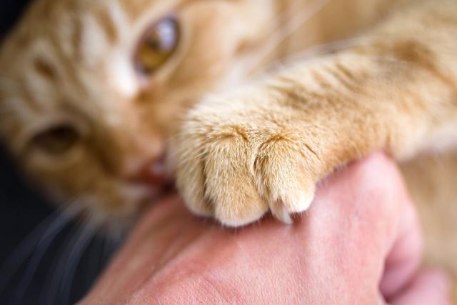 cat scratch disease bacteria