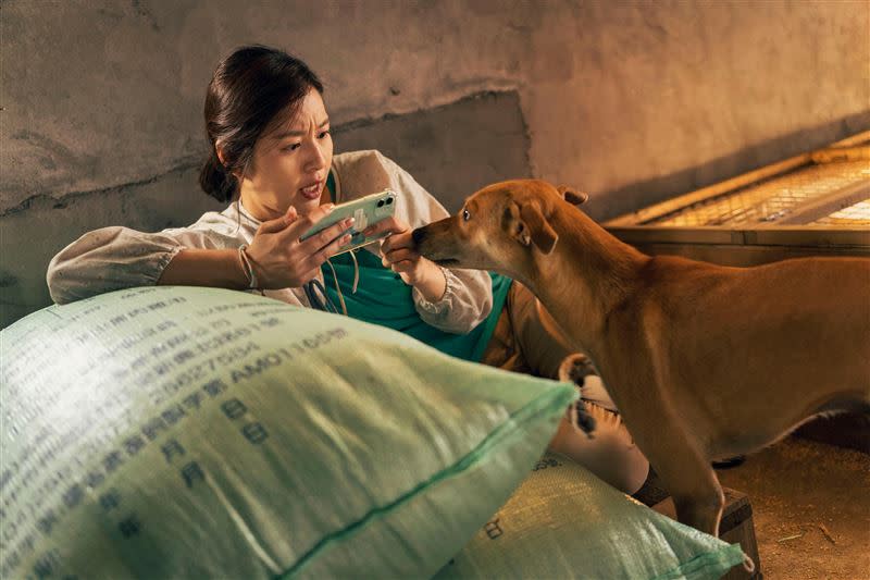 《莎莉》中的動物演員土狗蕃薯討喜模樣相當吸睛。（圖／伯樂影業股份有限公司提供）