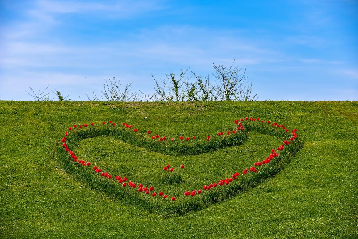 Tulips planted in the shape of a heart in Portsmouth bloom just in time for Mother's Day.