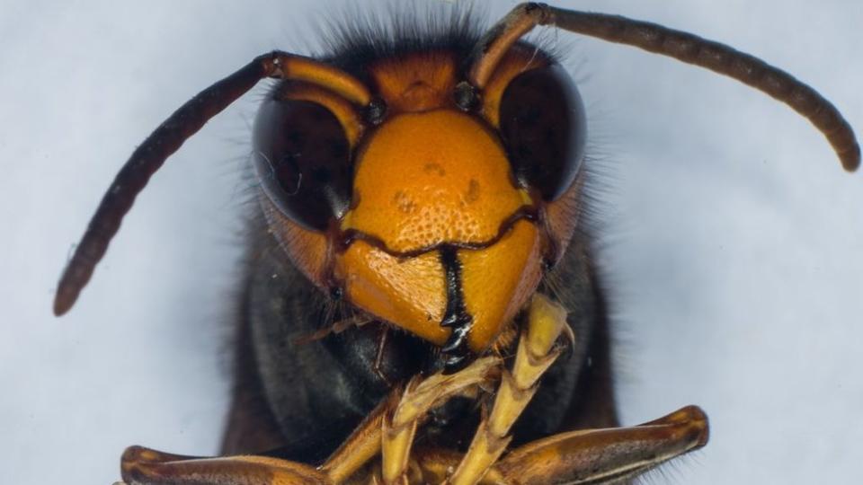 Un avispón gigante