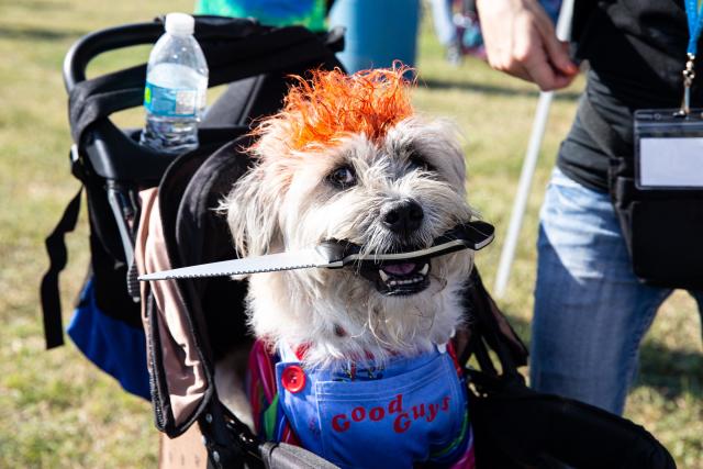 Thomas J. Henry Bark in the Park