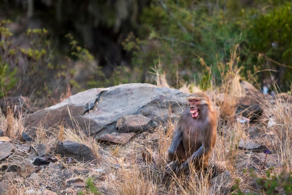 A monkey in Saudi Arabia