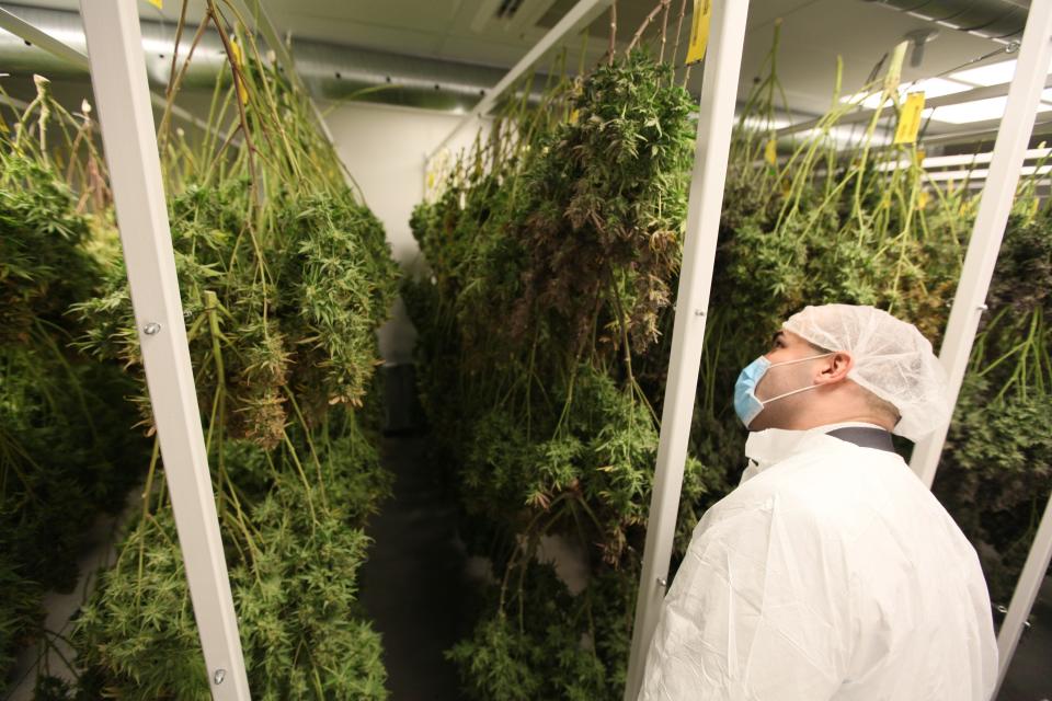 Josh Febus looks at the marijuana plants in a "drying room" at Grow Ohio, a marijuana cultivation company with a facility near Zanesville, Ohio.  (Columbus Dispatch photo by Doral Chenoweth III)