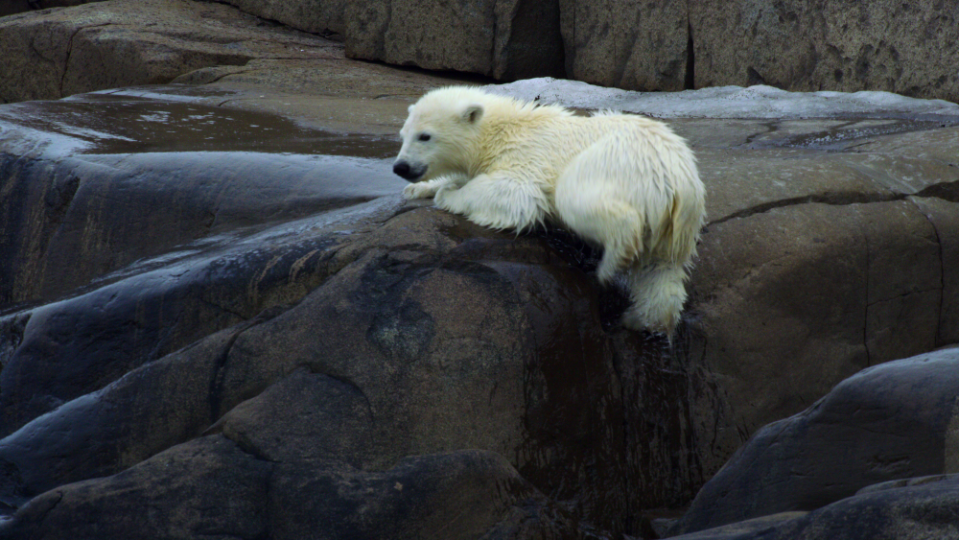 An eight-month-old polar bear struggles in "Our Planet II"