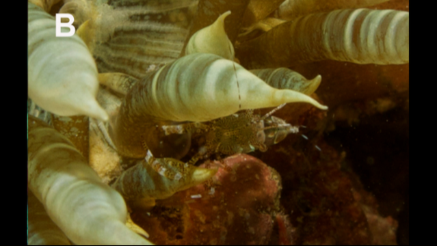 Melanocetus, using a light lure that grows from its head, lures fish into  its mouth armed with terrible teeth, while it remains hidden in the  darkness of the ocean depths on Craiyon