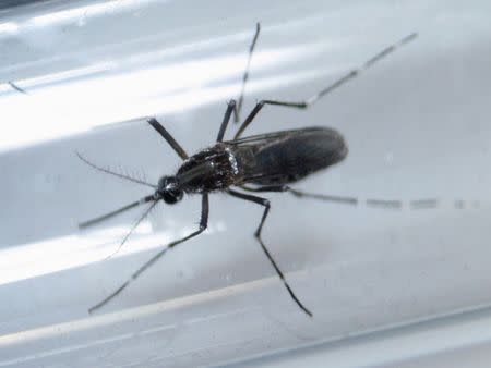 An Aedes aegypti mosquito is seen inside a test tube as part of a research on preventing the spread of the Zika virus and other mosquito-borne diseases at a control and prevention center in Guadalupe, neighbouring Monterrey, Mexico, March 8, 2016. REUTERS/Daniel Becerril/File Photo