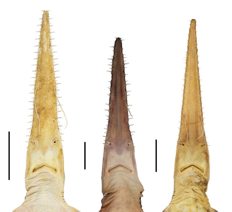 <span class="caption">The three known species of sixgill sawshark. The two new species flank the original known species. From left to right: <em>Pliotrema kajae</em>, <em>Pliotrema warreni</em> (juvenile female) and <em>Pliotrema annae</em> (presumed adult female).</span> <span class="attribution"><span class="source">Simon Weigmann</span>, <span class="license">Author provided</span></span>