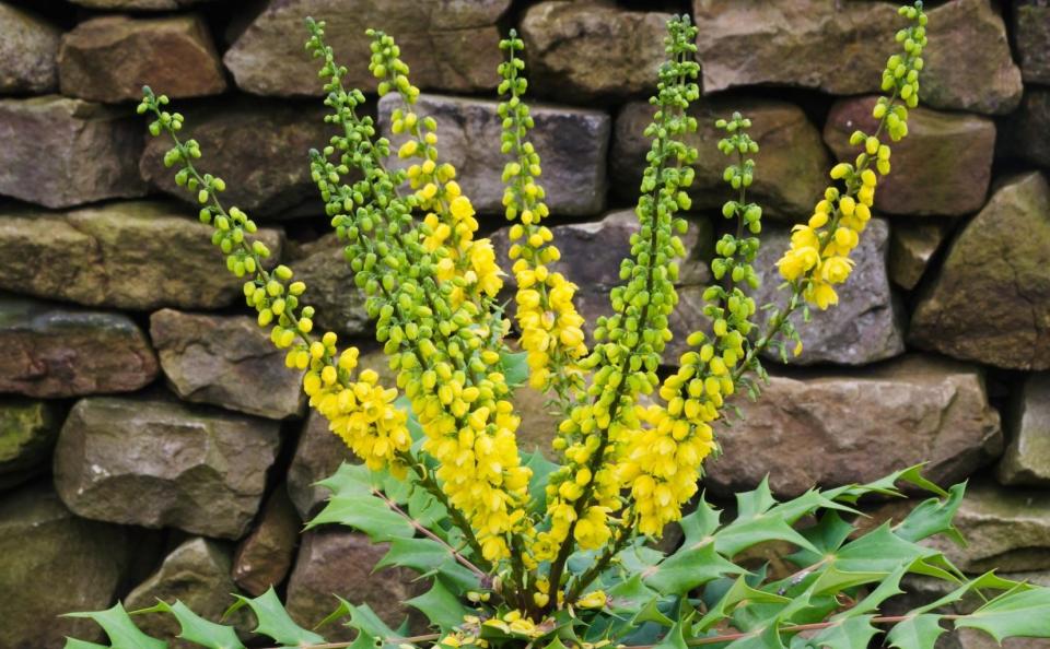 Mahonia x media ‘Winter Sun’ - Alamy Images 