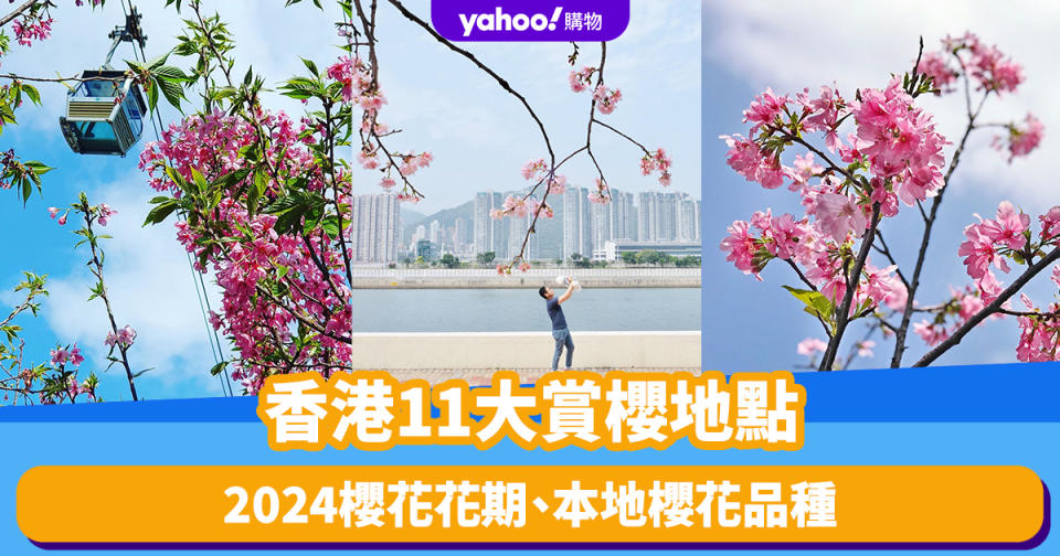 香港櫻花2024｜櫻花花期2024 一覽香港櫻花品種、11大賞櫻地點 沙田城門河/東涌櫻花園/海洋公園