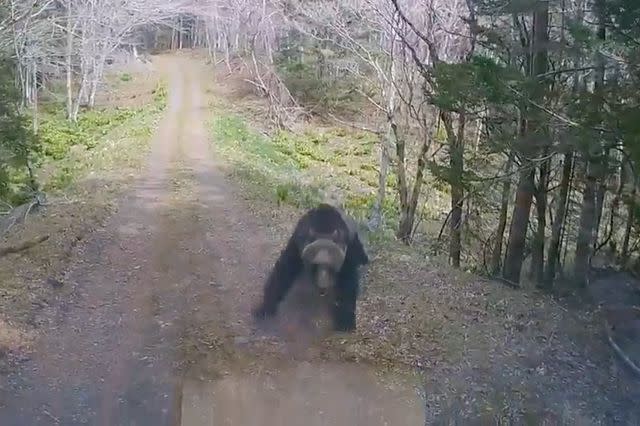 <p>Hokkaido Police via Storyful</p> Bear running toward truck in Japan