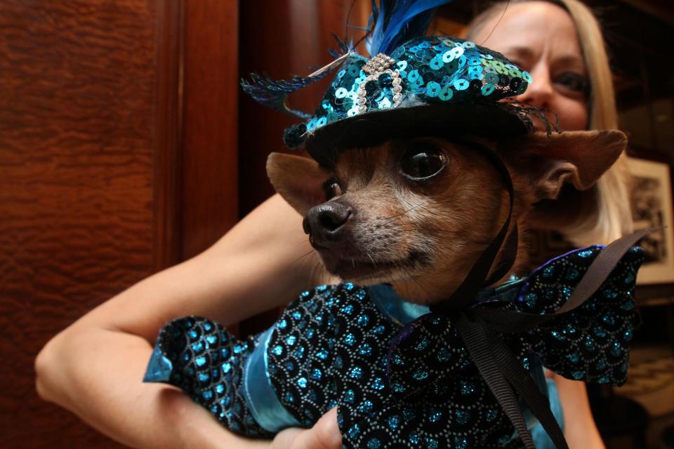 Dressed for the occasion, Eli, a Chihuahua, is held by his owner Karen Biehl of New York, as they wait for the start of the most expensive wedding for pets Thursday July 12, 2012 in New York. The black-tie fundraiser , where two dogs were "married", was held to benefit the Humane Society of New York. (AP Photo/Tina Fineberg)