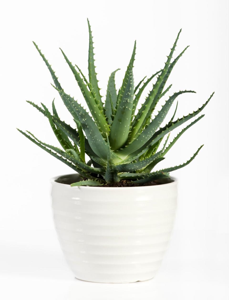 air purifying plants close up of potted aloe plant against white background