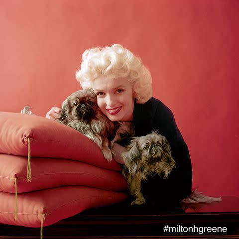 Photographed by Milton H. Greene ©2017 Joshua Greene. Taken from the book 'The Essential Marilyn Monroe', published by ACC Editions