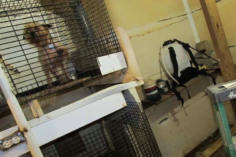 This dog was photographed by a federal inspector during a 2021 visit to Henry Sommers’ Happy Puppy kennel in Cincinnati, Iowa. (