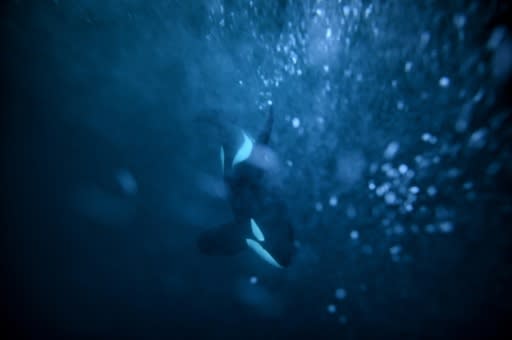 A female Orca chasing herrings in the Arctic Circle, off the coast of Norway -- Orca females stop reproducing in their thirties or forties but can live for decades more