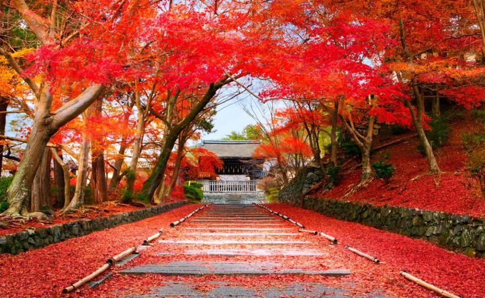 bright red leave on a path in autumn in Kyoto