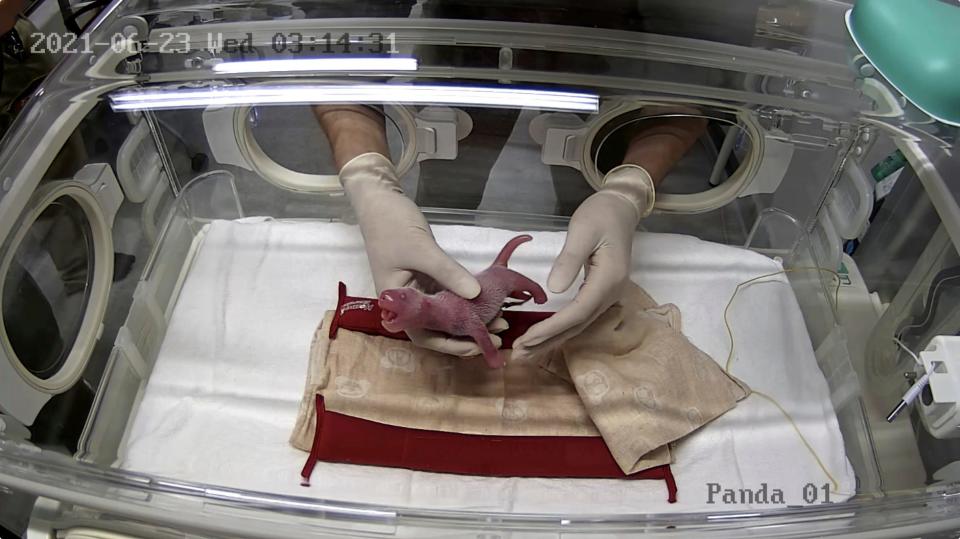 A zoo staff member places one of the newly born twin pandas into an incubator at Ueno Zoo in Tokyo on Wednesday.