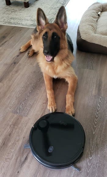 The vacuum sitting beside a German shepherd