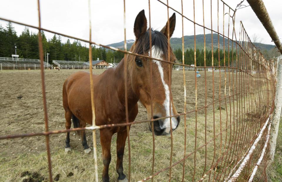 A horse stands in the rodeo area of the Darrington Fairgrounds in Darrington, Wash., Wednesday, March 26, 2014. Horses who were displaced by the massive mudslide that hit the area last Saturday are being cared for by volunteers at the fairgrounds, who say they also have room for other animals. (AP Photo/Ted S. Warren)