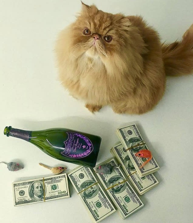 Rich Cat