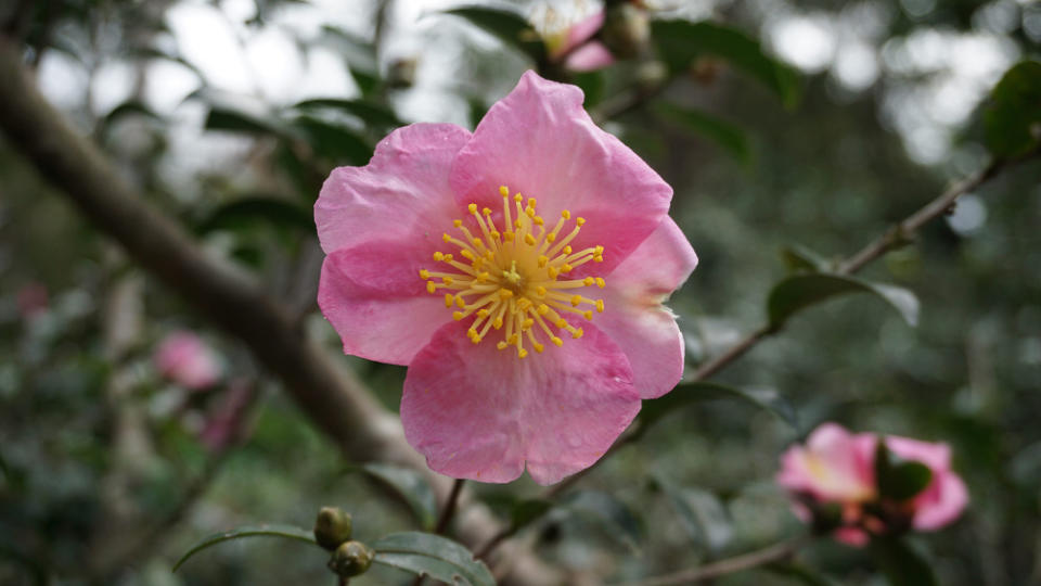 單瓣茶梅(圖片來源：台北市政府工務局公園處)