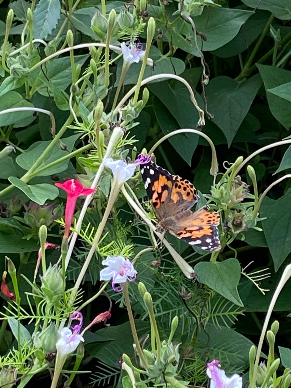 The Amarillo Botanical Gardens invites the community to experience "A Day with the Butterflies," an expansion of their annual breakfast event, scheduled to include the traditional breakfast, and butterfly releases as well as live music, food trucks, vendors, arts and crafts, educational demonstrations and much more this Saturday at the gardens.