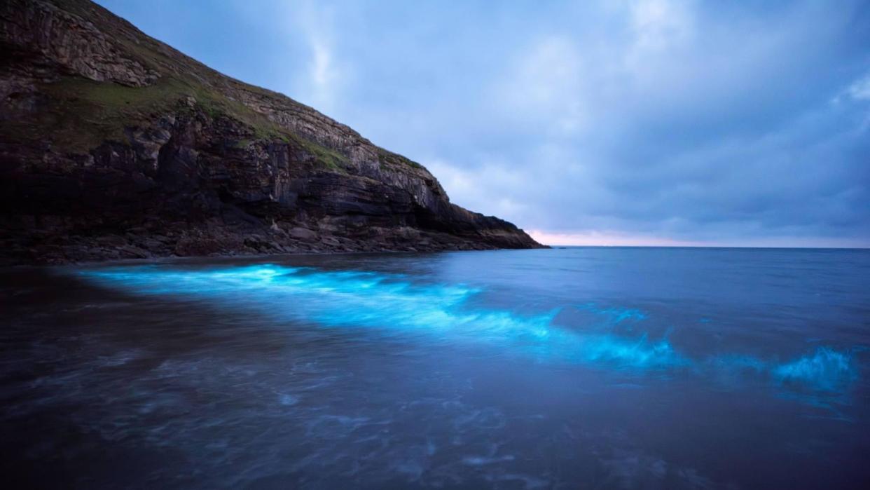 Bioluminescent plankton at Dunraven Bay