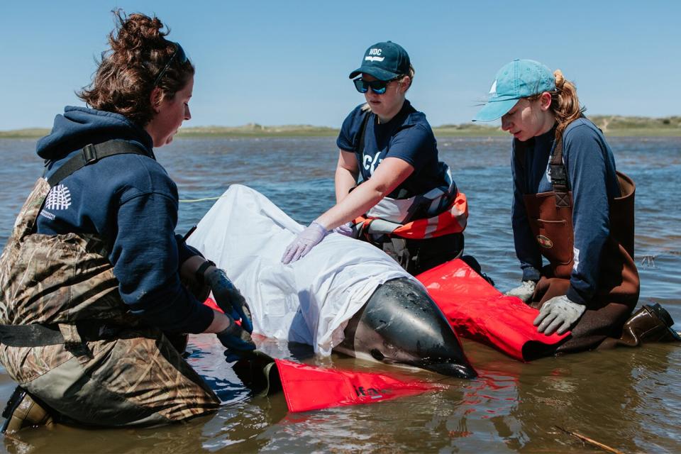 Dolphin Rescue