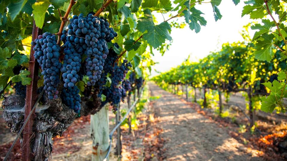 Vineyards in Napa