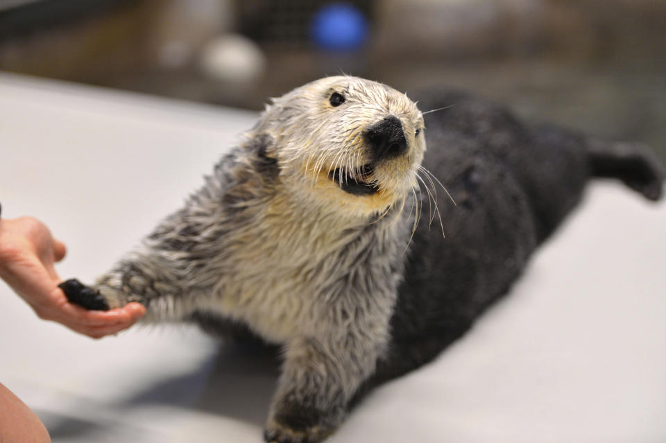 This March 2, 2018, photo shows Charlie the sea otter celebrating his 21st birthday at the Aquarium of the Pacific in Long Beach, Calif. Charlie, the oldest southern sea otter held by any zoo or aquarium, died Monday, April 22, 2019, at the age of 22, at the Aquarium of the Pacific in Long Beach, Calif. Male southern sea otters typically only live 10 to 14 years in the wild. Charlie celebrated his birthday in April by eating special, colorful seafood cupcakes. He also took part in research efforts, such as providing blood and taking part in a study on how sea otters perceive sound. (Brittany Murray/Orange County Register/SCNG via AP)