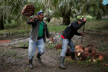 FILE PHOTO: Workers collect palm oil fruit at a plantation in Chisec, Guatemala December 19, 2018. REUTERS/Luis Echeverria/File Photo