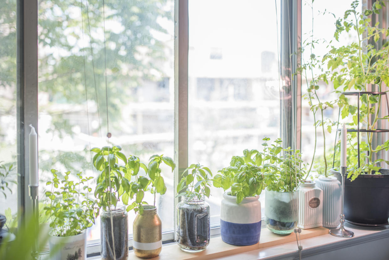  An indoor herb garden in full sun on a window sill 